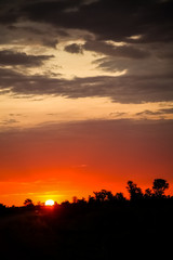 Silhouetted trees at sunset in South African bush