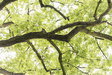 Green leaves on an oak branch.