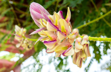  Afgekia mahidolae flower