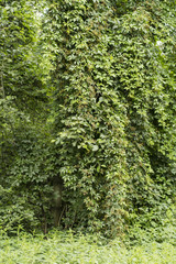 Obraz premium Parthenocissus - the falling plant on the tree.