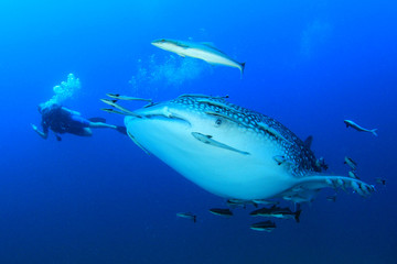Whale Shark and scuba diver 