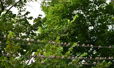 Sparrow on wires in the morning. Nature background.