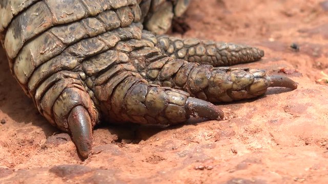 Nile crocodile legs, toe and claw close up - Africa