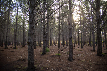 forest sun light trees