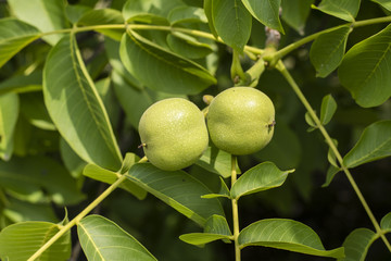Two large nuts in a green hump on a tree.