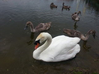 swan
