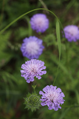 Obraz premium Fleurs mauves