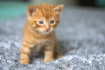 Chaton