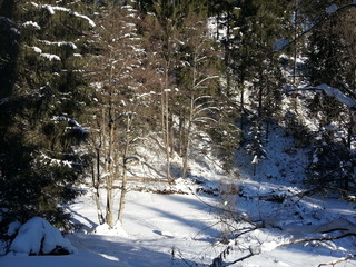 winter forest in the mountains