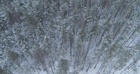 Aerial flight over frozen winter pine forest