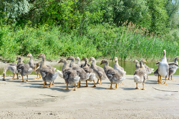 A flock of young gray geese on the bank of the pond on a sunny day.