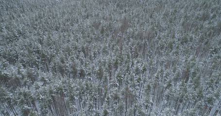 Aerial flight over frozen winter pine forest