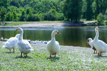Beautiful white geese on a nature background. A flock of birds rest on the river bank. Domestic waterfowl.