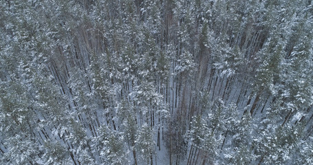 Aerial flight over frozen winter pine forest