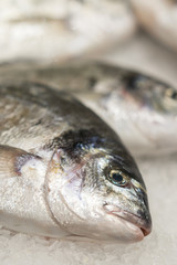 fresh chilled sea fish on ice. Fresh fish from the sea to the market displayed on a thick bed of fresh ice that is not melting to retain its natural flavor and its natural appearance. Vertical photo