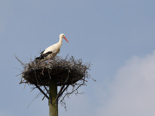 Cigogne sur son nid