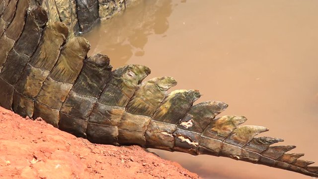 Nile crocodile tail close up - Africa