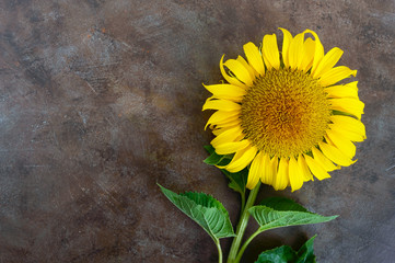 Big beautiful sunflower on vintage background. Agriculture for oil production. Autumn background with a sunflower. Free space for your project.