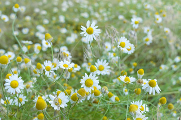 White and yellow chamomile daisies in meadow. Floral background. The theme of Mother's Day. Wild chamomile flowers on a field. Shallow depth of field