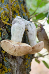 White mushrooms are dried on a branch on a tree. Freshly picked mushrooms. Forest plants. Camping. Rest at nature. Selective focus.