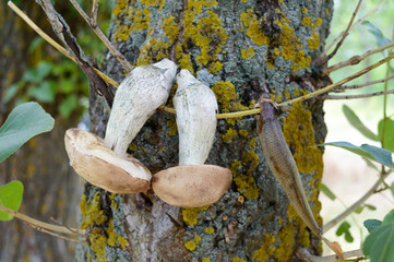 White mushrooms are dried on a branch on a tree. Freshly picked mushrooms. Forest plants. Camping. Rest at nature. Selective focus.