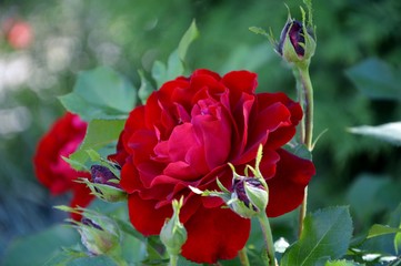 Gorgeous red rose Nina Weibull surrounded by buds in the garden close-up.