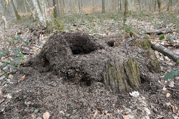 Fourmilière en forêt