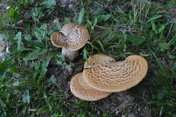 In the Forest - Western Rodopi Mountains, Bulgaria