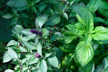 Several kinds of basil grow in the garden. Purple and green basil. Popular spicy herbs.