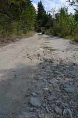 In the Forest - Western Rodopi Mountains, Bulgaria