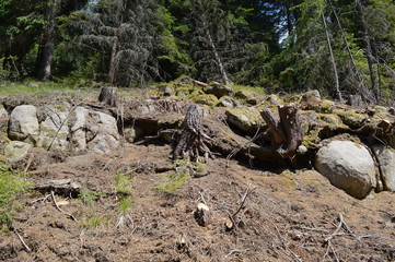 In the Forest - Western Rodopi Mountains, Bulgaria