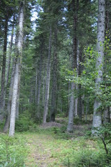 Obraz premium W lesie - Zachodnie Rodopy, Bułgaria