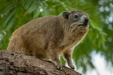 Naklejka na ściany i meble Rock hyrax sitting on thick tree branch