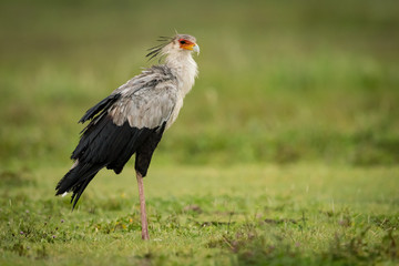 Obraz premium Secretary bird stands in grassy meadow staring