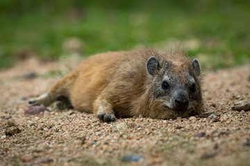 Fototapeta premium Rock hyrax lying on sand facing camera