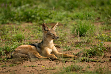 Silver-backed jackal lies squinting on muddy grassland