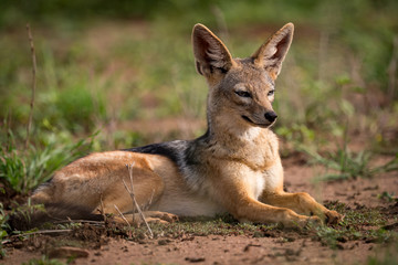 Naklejka na ściany i meble Silver-backed jackal lying in sunshine on grassland