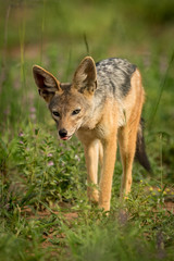 Fototapeta premium Silver-backed jackal trots towards camera through grass