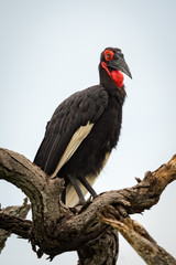 Southern ground hornbill on twisted dead branches