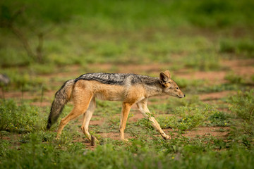 Silver-backed jackal walks in sunshine among flowers