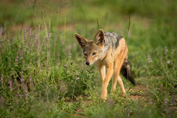 Obraz premium Silver-backed jackal walks towards camera through grass