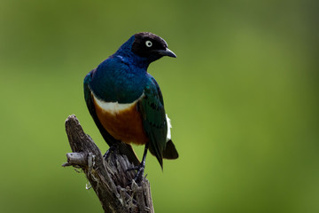 Superb starling looks right on dead branch