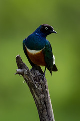 Superb starling looks right on tree stump