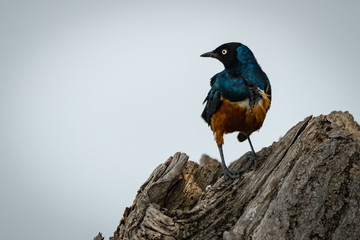 Superb starling on tree stump turning head