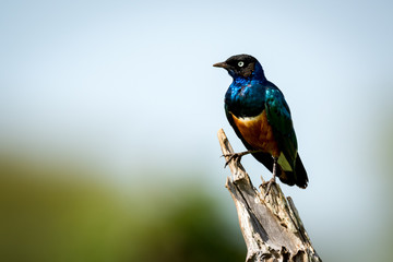 Superb starling perched on dead tree branch