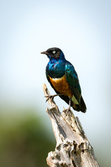 Superb starling standing on dead tree branch