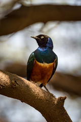 Superb starling perched on branch in sunshine