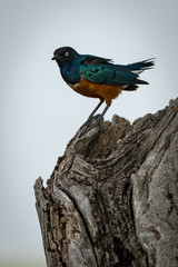 Superb starling perches on dead tree stump