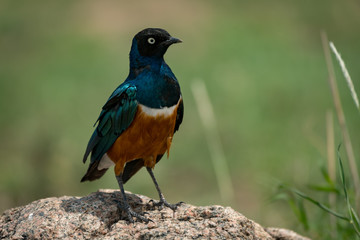 Superb starling perched on rock in sunshine