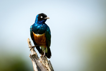 Superb starling standing on dead tree stump